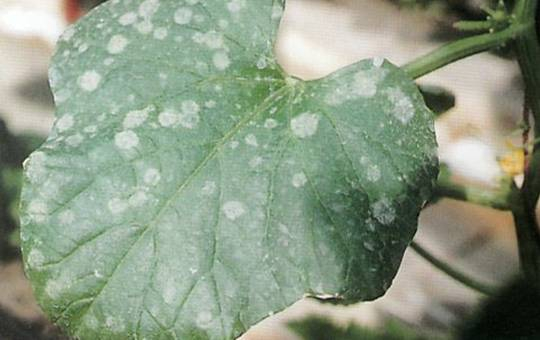 白粉病.jpg