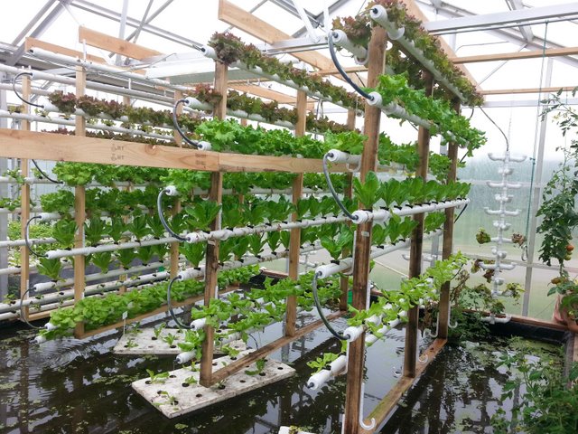 魚菜共生系統(tǒng).jpg 魚菜共生系統(tǒng).jpg