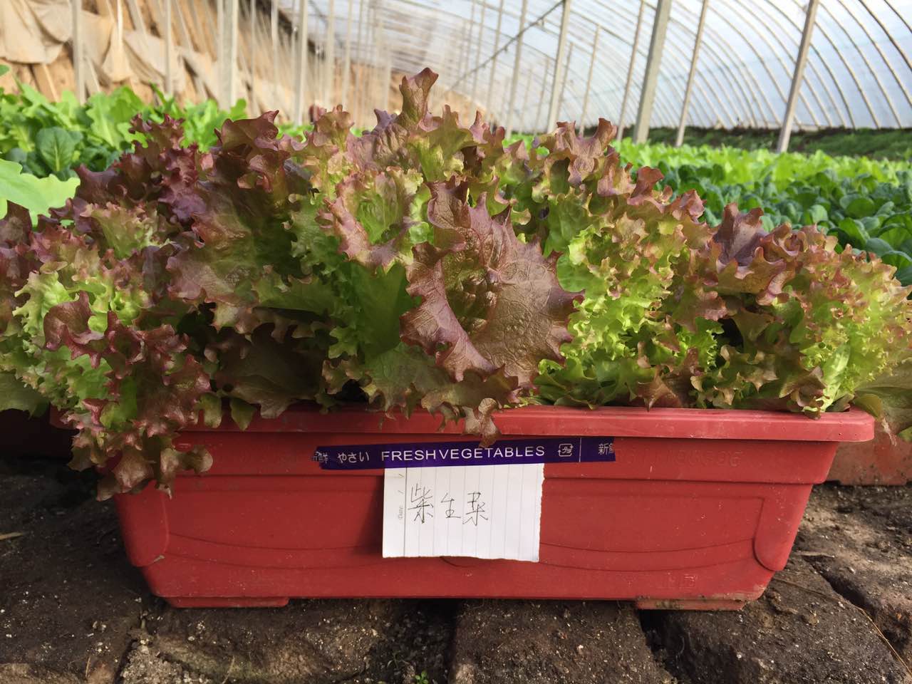 紫生菜.jpg 紫生菜.jpg