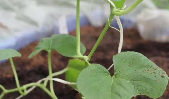 吊蔓.jpg 吊蔓.jpg