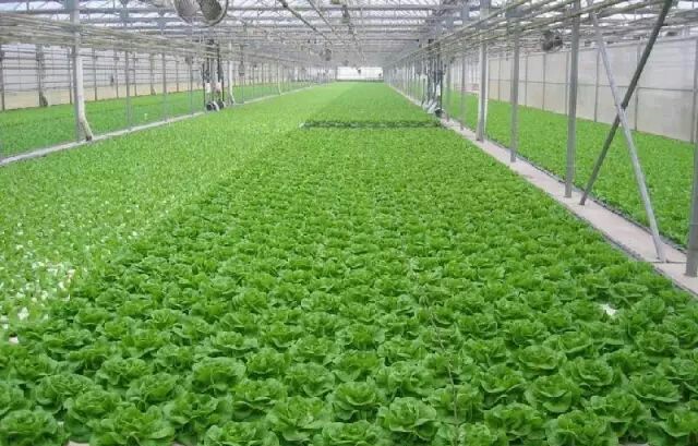 動態(tài)浮根栽培.jpg 動態(tài)浮根栽培.jpg