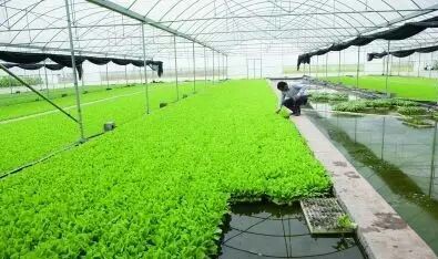 水泥栽培床.jpg 水泥栽培床.jpg