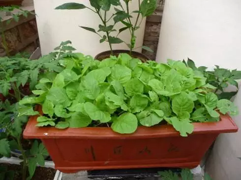 觀葉類蔬菜.jpg 觀葉類蔬菜.jpg