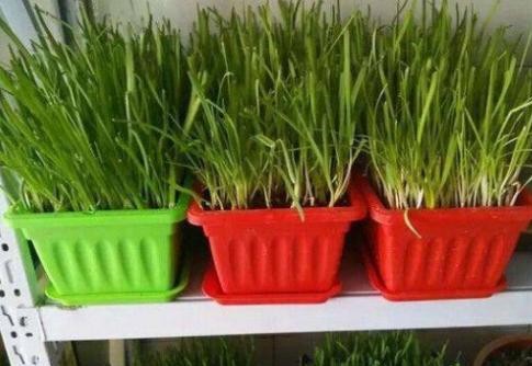 盆栽韭菜1.jpg 盆栽韭菜1.jpg