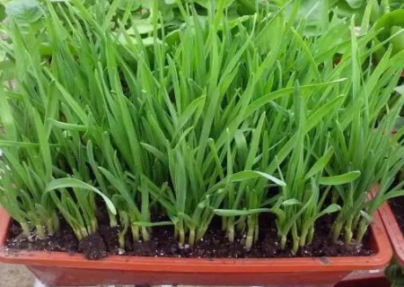 盆栽韭菜.jpg 盆栽韭菜.jpg