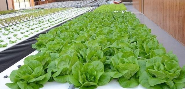 水培.jpg 水培.jpg