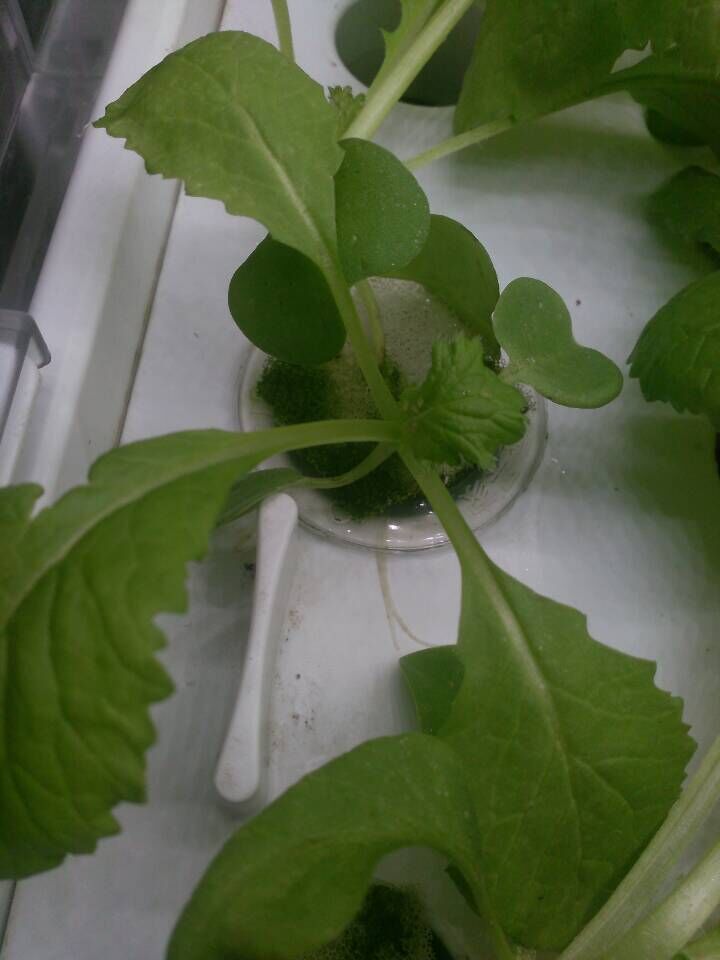 水培小白菜.jpg 水培小白菜.jpg