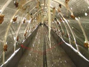 拱棚式氣霧培.jpg 拱棚式氣霧培.jpg