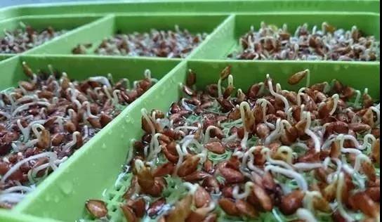 芽苗菜.jpg 芽苗菜.jpg