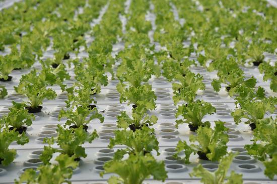水培蔬菜.jpg