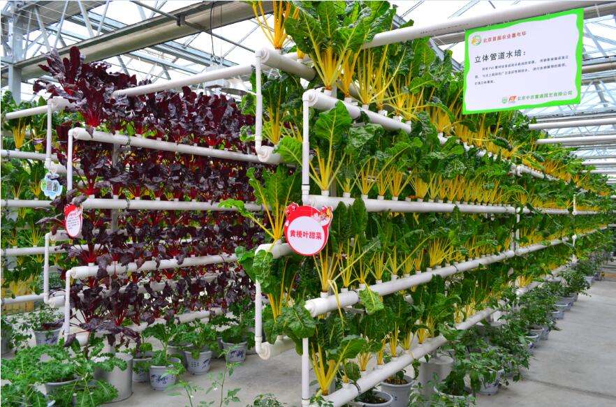 無土栽培水培.jpg