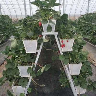 “A”架無土栽培架.jpg “A”架無土栽培架.jpg
