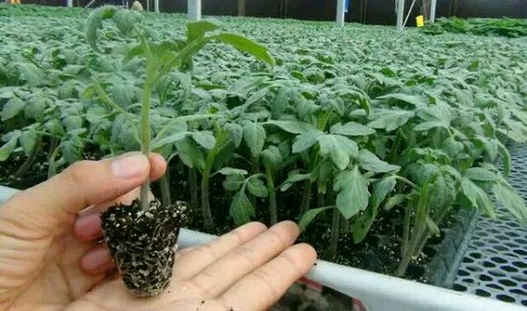 無土栽培西紅柿穴盤育苗.jpg 無土栽培西紅柿穴盤育苗.jpg