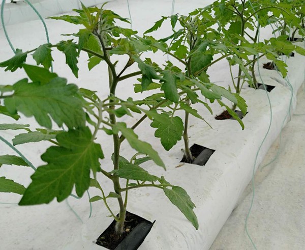 無(wú)土栽培椰糠栽培管理.jpg 無(wú)土栽培椰糠栽培管理.jpg