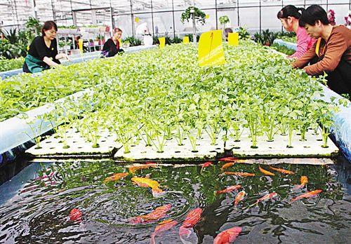 無(wú)土栽培魚(yú)菜共生直接漂浮法.jpg 無(wú)土栽培魚(yú)菜共生直接漂浮法.jpg