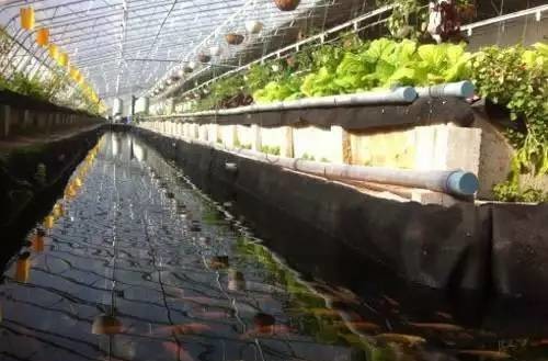 無(wú)土栽培魚(yú)菜共生水生蔬菜系統(tǒng).jpg 無(wú)土栽培魚(yú)菜共生水生蔬菜系統(tǒng).jpg