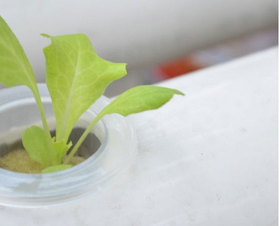 定植.jpg 定植.jpg